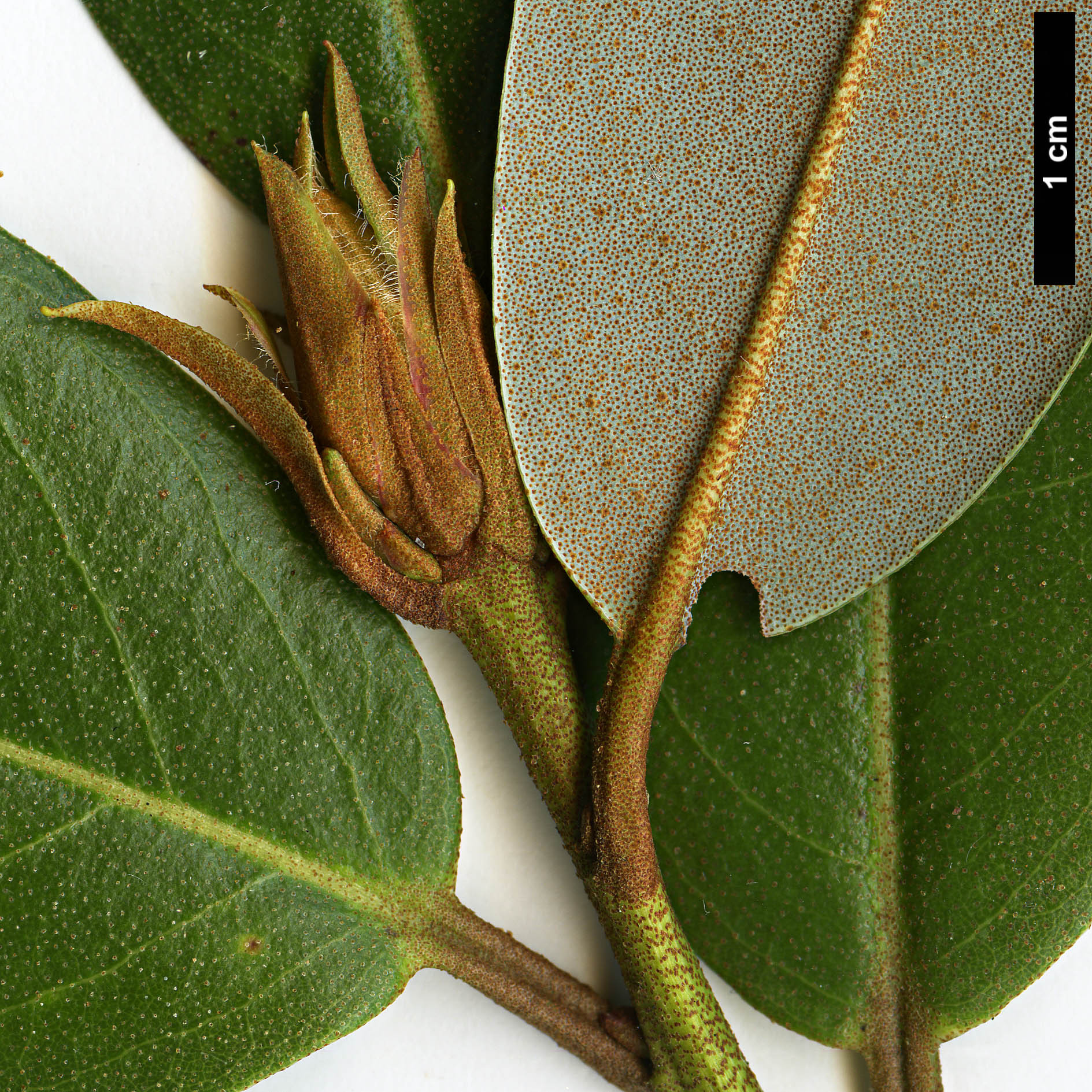 High resolution image: Family: Ericaceae - Genus: Rhododendron - Taxon: tephropeplum